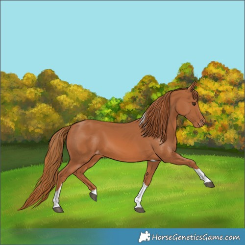 Horse Color:Chestnut Tobiano Appaloosa