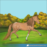 Horse Color:Chestnut Tobiano Appaloosa