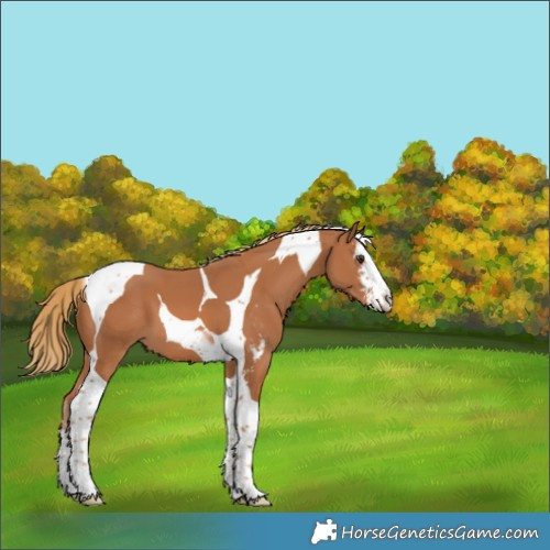 Horse Color:Chestnut Sabino Tobiano 