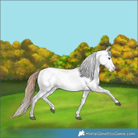 Horse Color:Chestnut Tobiano Appaloosa 