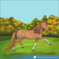Horse Color:Chestnut Tobiano 