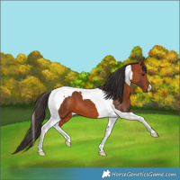 Horse Color:Bay Tobiano 
