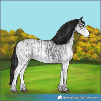 Horse Color:White Spotted Blue Roan Rabicano and Gray White Spotted Blue Roan Rabicano