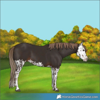Horse Color:Liver Chestnut  and Liver Chestnut Splash 