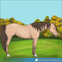 Horse Color:Amber Champagne 