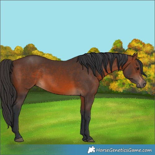Horse Color:Brown 