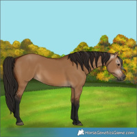 Horse Color:Gray Bay Dun 