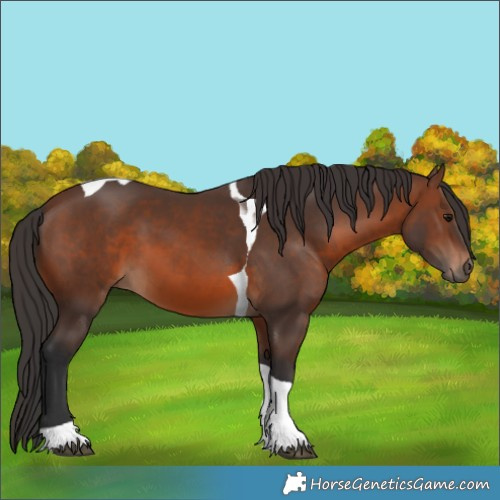Horse Color:Brown Tobiano