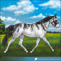 Horse Color:White Spotted Black
