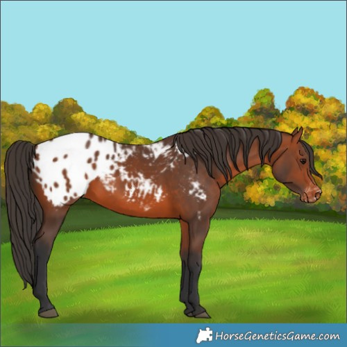 Horse Color:Bay Appaloosa 
