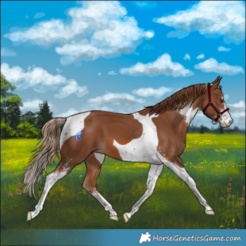 Horse Color:Chestnut Sabino Tobiano 