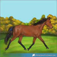 Horse Color:Bay 