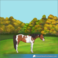 Horse Color:Bay Sabino Tobiano