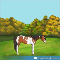 Horse Color:Bay Sabino Tobiano 