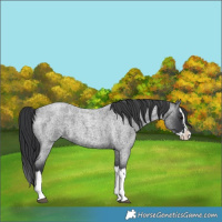 Horse Color:Blue Roan Splash 