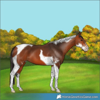 Horse Color:Bay Sabino Tobiano