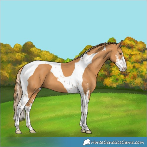 Horse Color:Chestnut Sabino Tobiano 