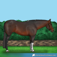 Horse Color:Bay Tobiano 