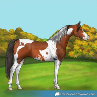 Horse Color:Bay Sabino Tobiano 