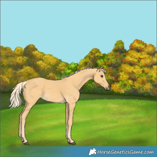 Horse Color:Palomino 