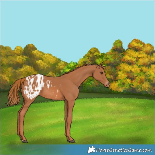 Horse Color:Chestnut Blanket 