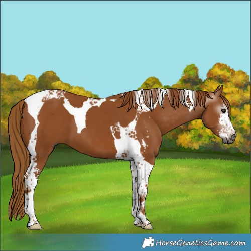 Horse Color:Gray Chestnut Sabino Tobiano