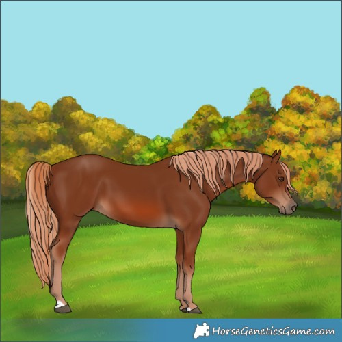 Horse Color:Chestnut 