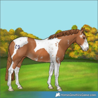 Horse Color:Chestnut Sabino Tobiano 