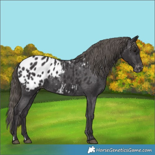 Horse Color:Smoky Black Appaloosa 