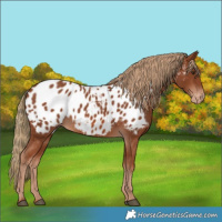 Horse Color:Chestnut Near Leopard 