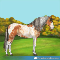 Horse Color:Palomino Roan Splash and Bay Sabino Tobiano