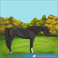 Horse Color:Smoky Black 