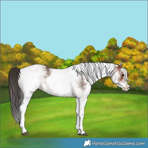Horse Color:White Spotted Brown 