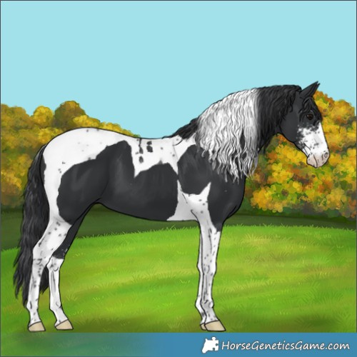 Horse Color:Black Sabino Tobiano 