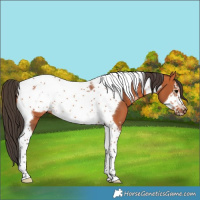 Horse Color:Bay Sabino Tobiano Frame 