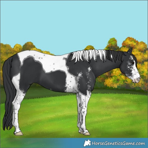 Horse Color:Black Sabino Tobiano 