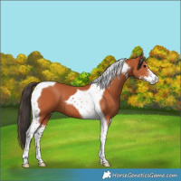 Horse Color:Bay Sabino Tobiano 