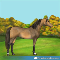 Horse Color:Buckskin 