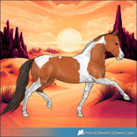 Horse Color:Bay Sabino Tobiano