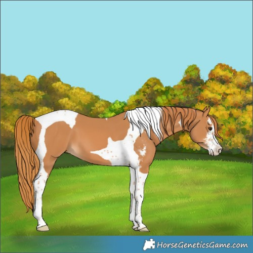 Horse Color:Chestnut Sabino Tobiano