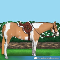 Horse Color:Chestnut Sabino Tobiano