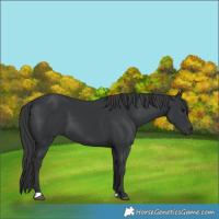 Horse Color:Black 