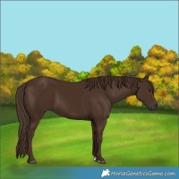 Horse Color:Gray Chestnut 