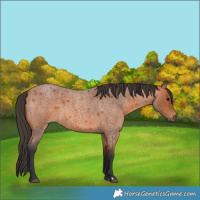 Horse Color:Bay Roan 