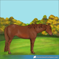 Horse Color:Chestnut 