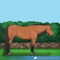 Horse Color:Bay 