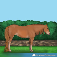 Horse Color:Chestnut 
