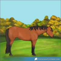 Horse Color:Bay 