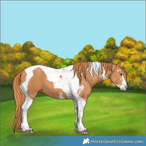 Horse Color:Chestnut Sabino Tobiano 