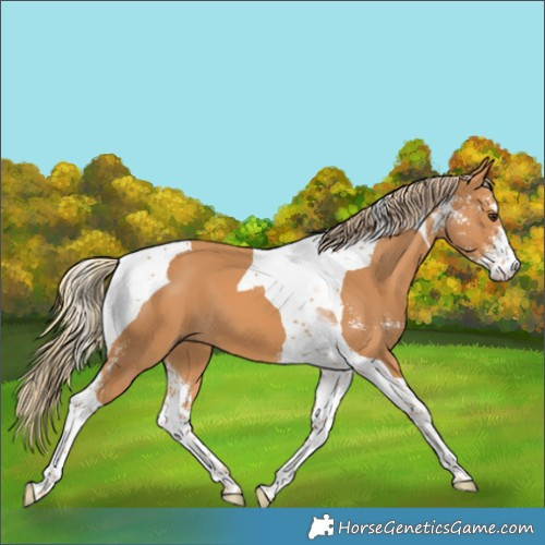 Horse Color:Chestnut Sabino Tobiano 